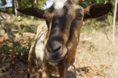 My son Kelly loves goats, and Haiti is full of them. Babies, adults, a lot.